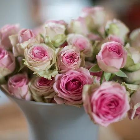 Cerf'titude 4* Érezée